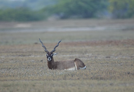 Kodikkarai (Point Calimere) Wildlife Sanctuary