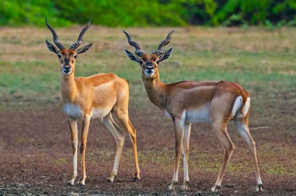 Nellai Wildlife Sanctuary