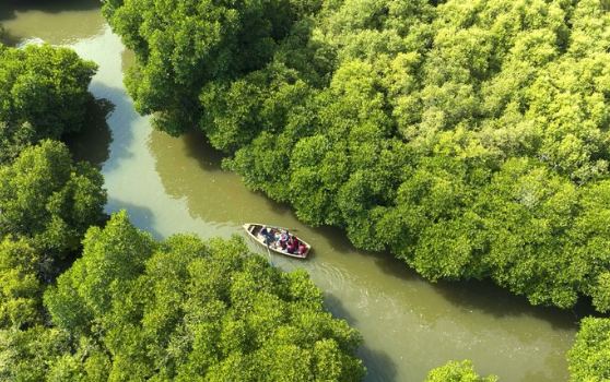 Pichavaram Mangrove Forest