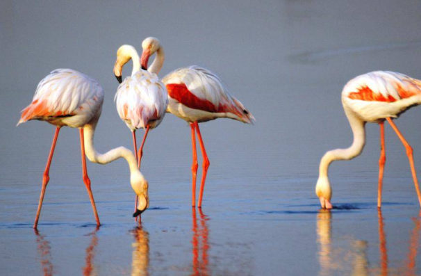 Pulicat Lake and Bird Sanctuary