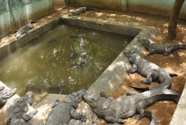 Sathanur Dam and Crocodile Park