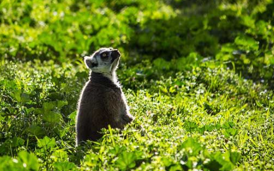 Sathyamangalam Wildlife Sanctuary