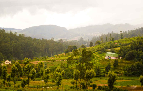 Thali (Little England)