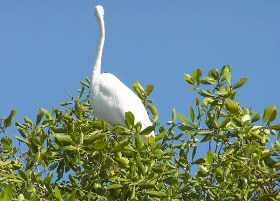 Udayamarthandapuram Bird Sanctuary