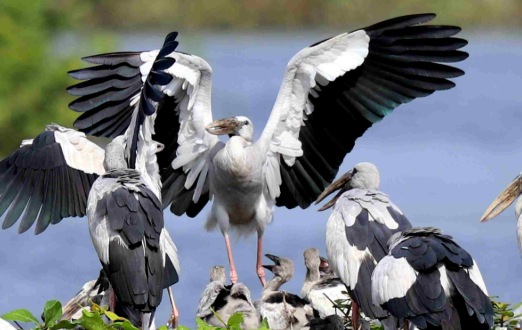 Vedanthangal Bird Sanctuary
