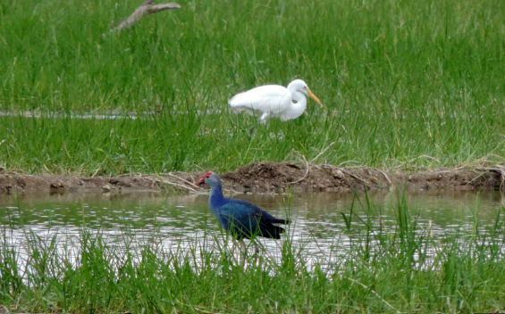 Vellode Bird Sanctuary