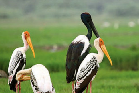 Vettakudi-Karaivetti Bird Sanctuary