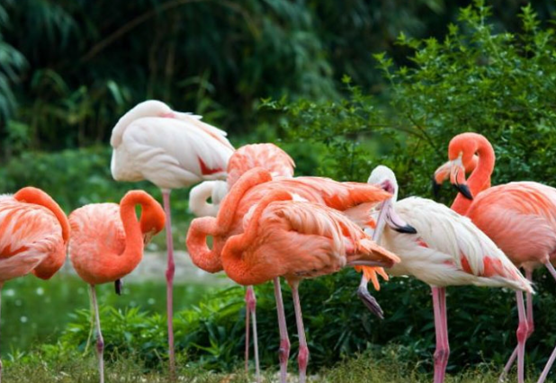 Vettangudi Bird Sanctuary