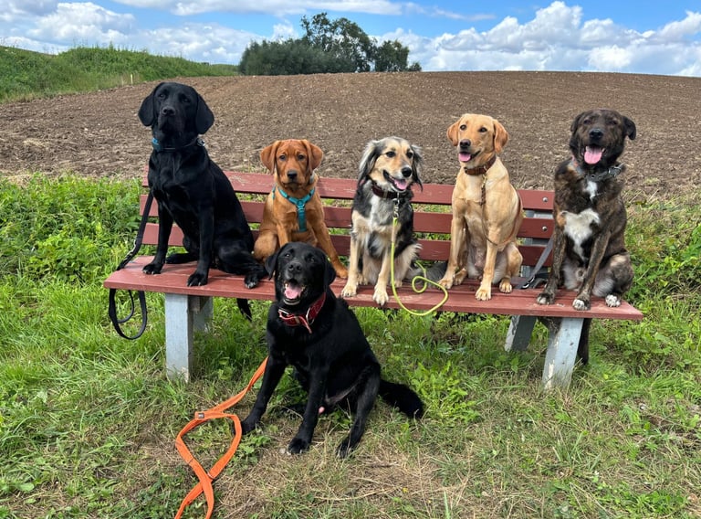 5 Hunde auf einer Bank in der Feldmark und ein Labrador sitzt davor. Welpe Gini lernt zu warten.