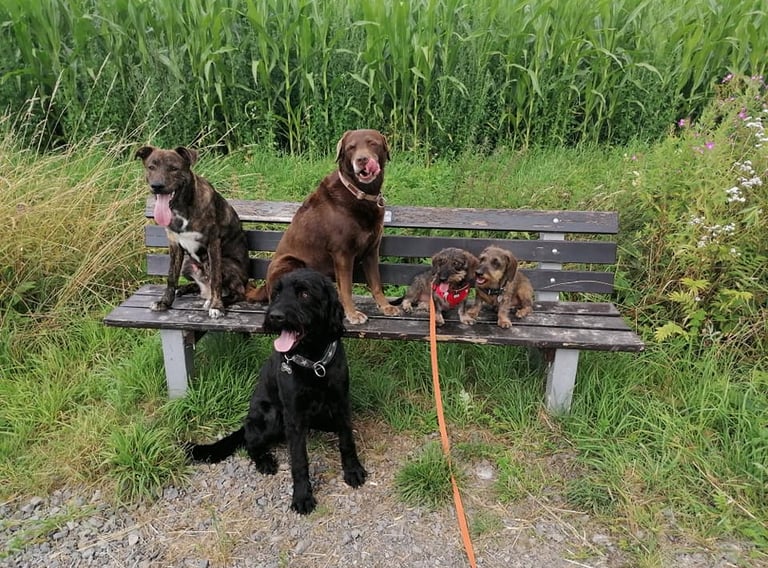 Milo, Amy und 2 Rauhaardackel auf einer Bank in der Feldmark. Gustav, ein Labradoodle sitzt davor.