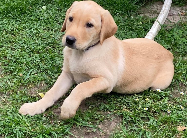Welpe Nele, gelbe Field Trial Labrador Hündin von Marion Lindhof