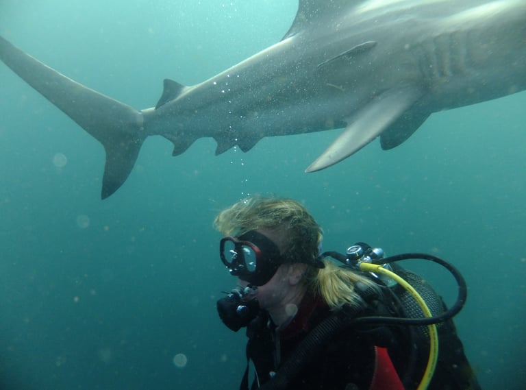 Tracey Billington Oceanic black tips on a baited shark dive, Aliwal Shoal, Umkomaas, South Africa