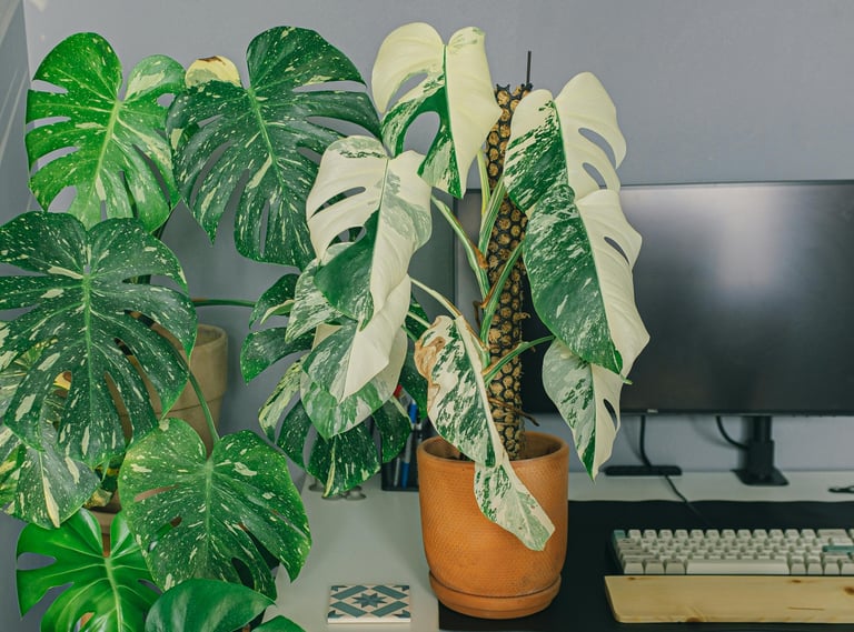 Monstera Albo Variegata on moss pole