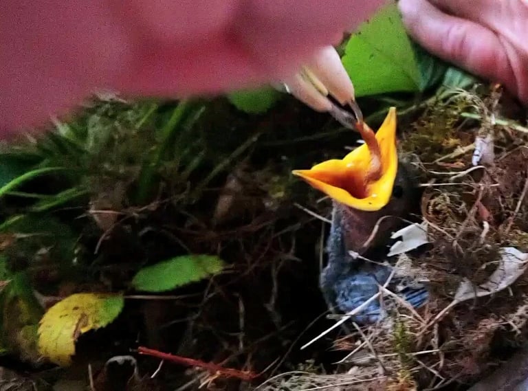 Health Vibes - We saved 2 baby birds, Cinder & Ash, and bought mealworms to feed them