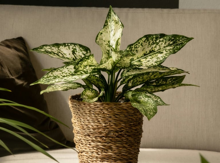 Aglaonema Spotted Star