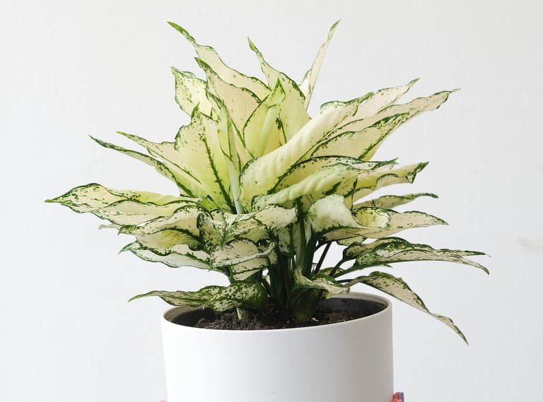 White Kiwi Aglaonema Potted Plant