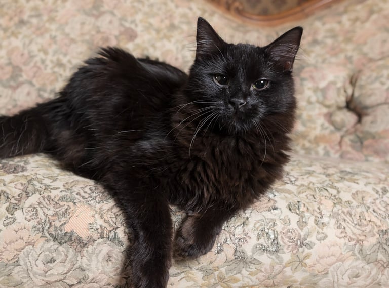 A black long-haired cat