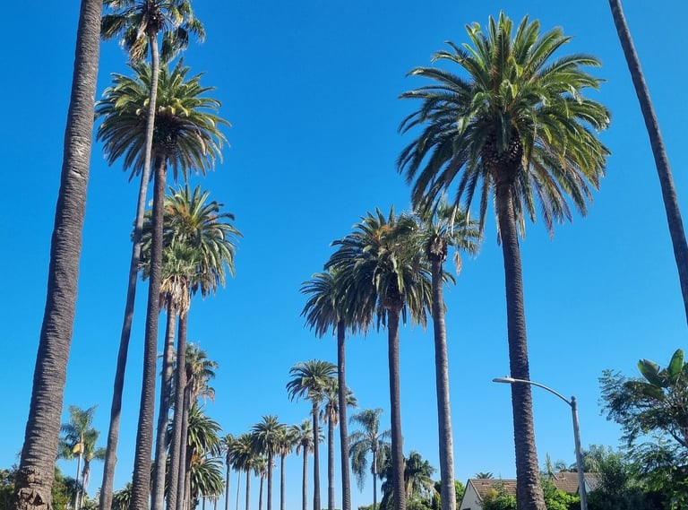Alignement de palmiers typiques le long d'une avenue à Beverly Hills ou Santa Monica