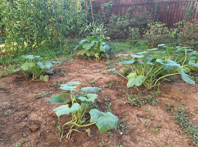 gardening with vegetables: the normal method