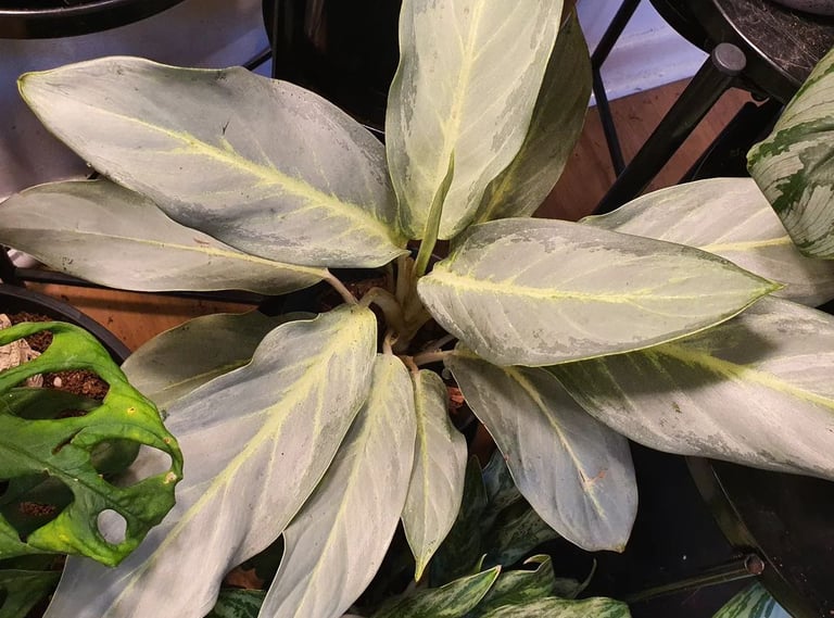 Aglaonema 'Ghost' or 'Aqua Green'