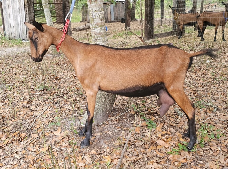 Ruby, Oberhasli doe in milk
