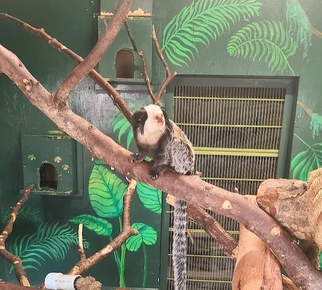 Wildlife Safari - Marmoset & Tamarin monkeys less then 2 pounds are endangered