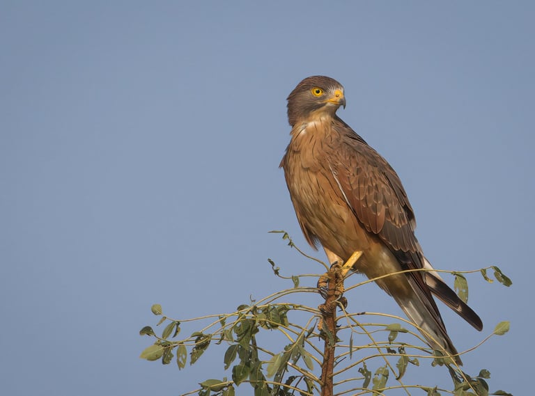 A predatory grey-faced buzzard perches on a leafy tree branch against a clear blue sky background.