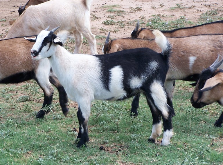 Heritage Texas Range Goat - Doeling (young female).