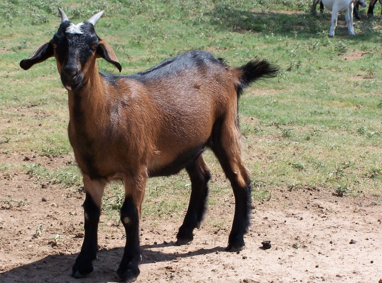 Heritage Texas Range Goat - Doeling (young female).