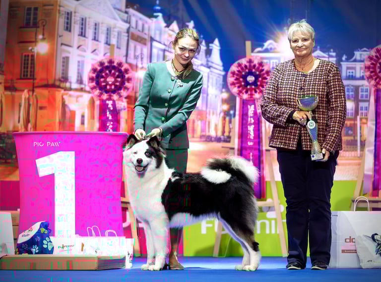 Yakutian laika europe