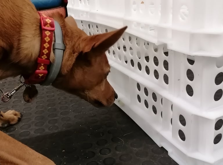 Un perro haciendo olfato y marcando el olor diana