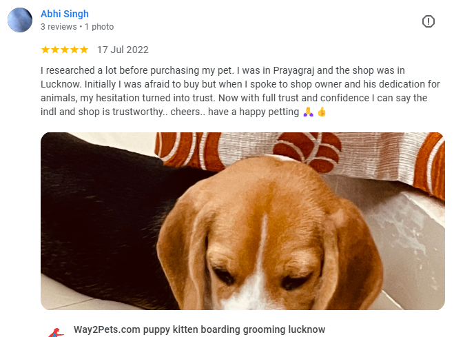 Beagle customer prayagraj . Bought puppy from way2pets pet shop gomti nagar