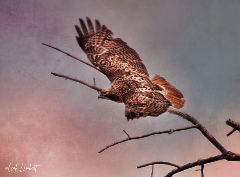 Red Tail Hawk