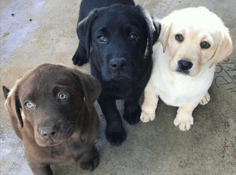 black, yellow and chocolate lab puppies