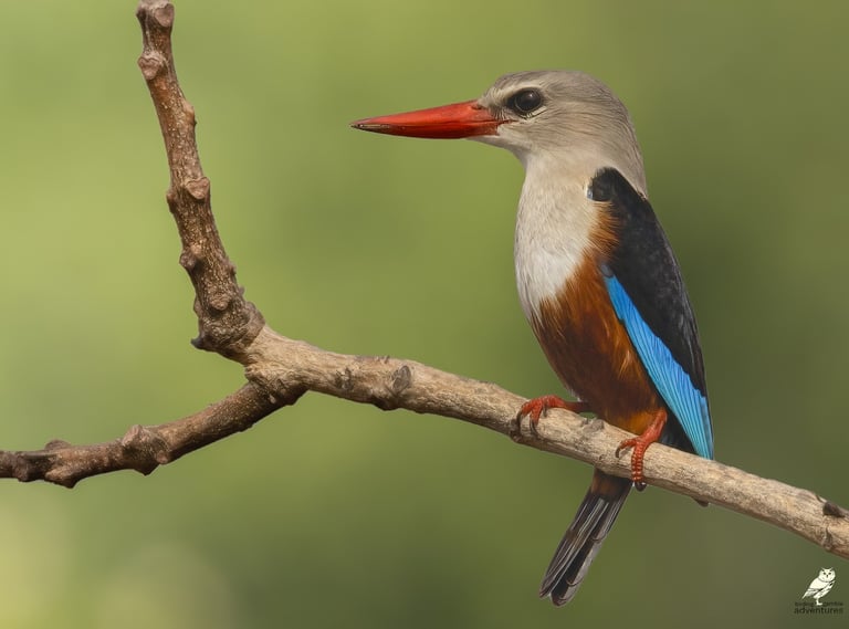 Grey-headed Kingfisher perched on branch at Mandinari photo hide, The Gambia