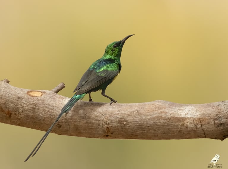 Beautiful Sunbird perched on branch near Mandinari photo hide, The Gambia