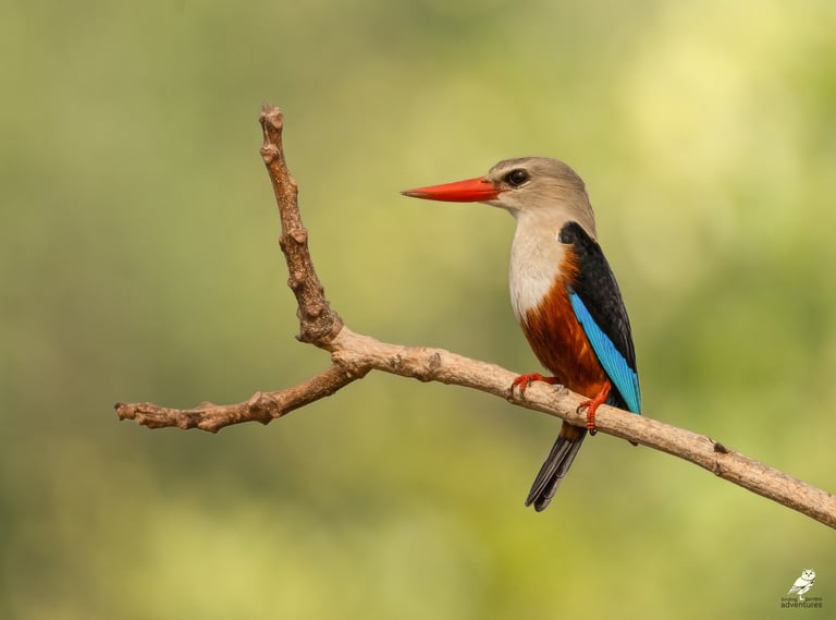 Grijskopsnavelwouw (of Grijskopijsvogel) met een felrode snavel en blauwe vleugels zittend op een ta