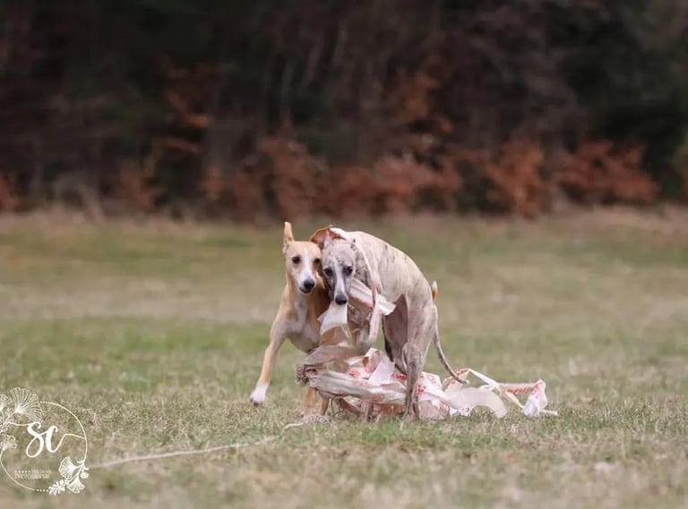 whippet en entrainement de poursuite à vue sur leurre