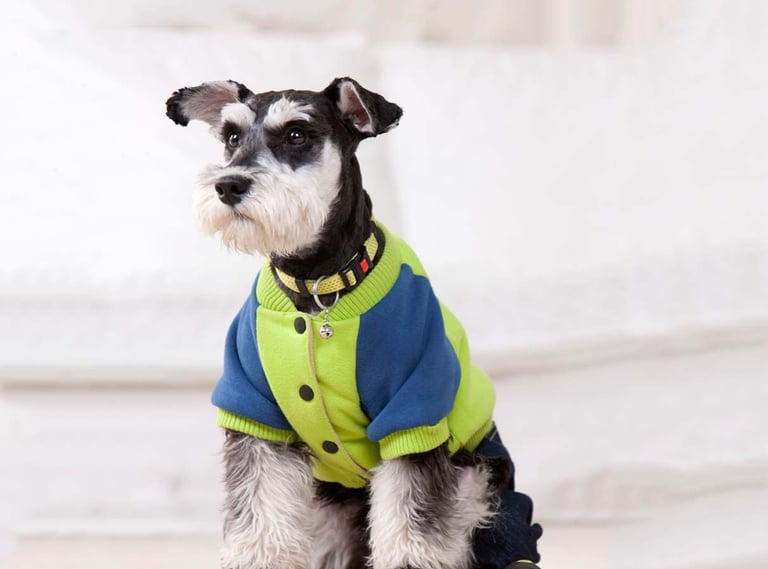 Perro Schnauzer Miniatura sentado con suéter bomber de bloques de color azul y verde, collar con campana y botas plateadas