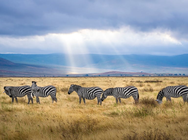 a herd of zebras grazing in the grass