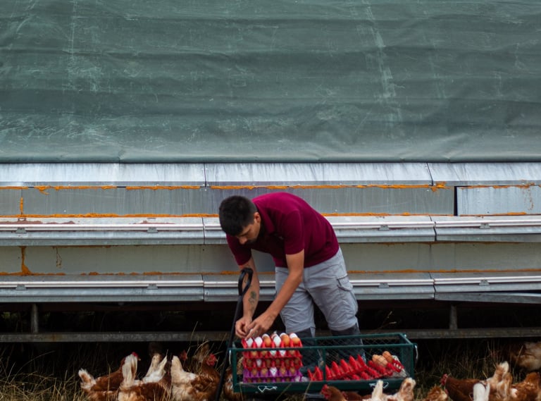 Hand picked organic eggs from organic chickens, free range