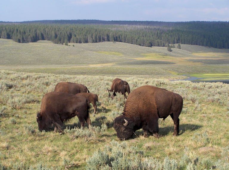 bison in a yellowstone valley