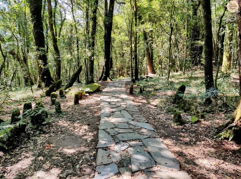 Mawphlang Sacred Grove – Where Ancient Roots, Mossy Stones, and Forest Light Tell Khasi Tales