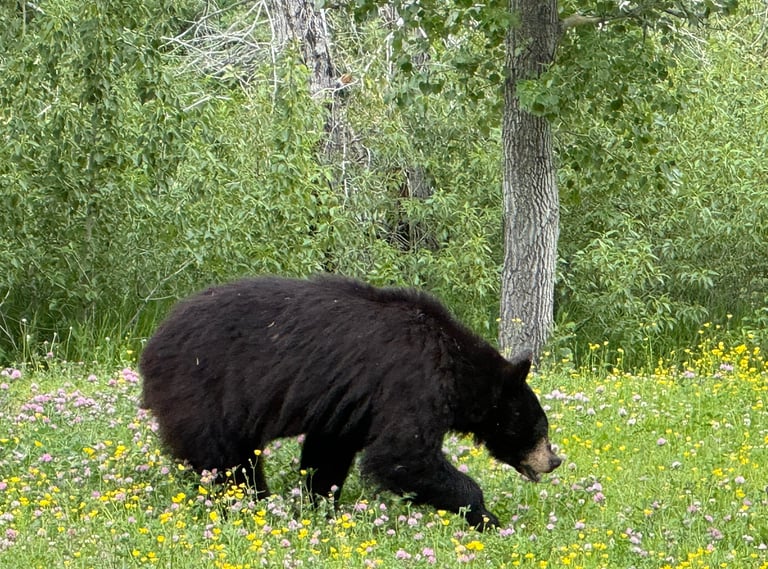 black bear and other wildlife, sightseeing tours