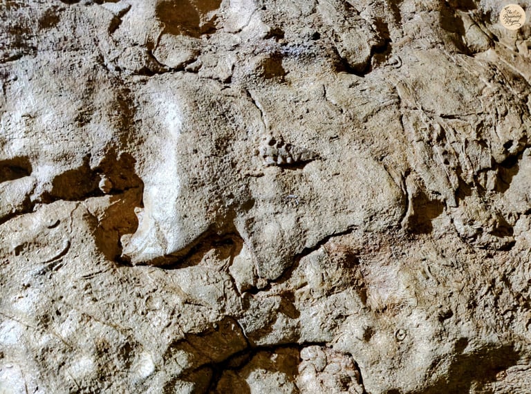 Frozen in Time – Fossil Walls of Arwah Cave, Meghalaya