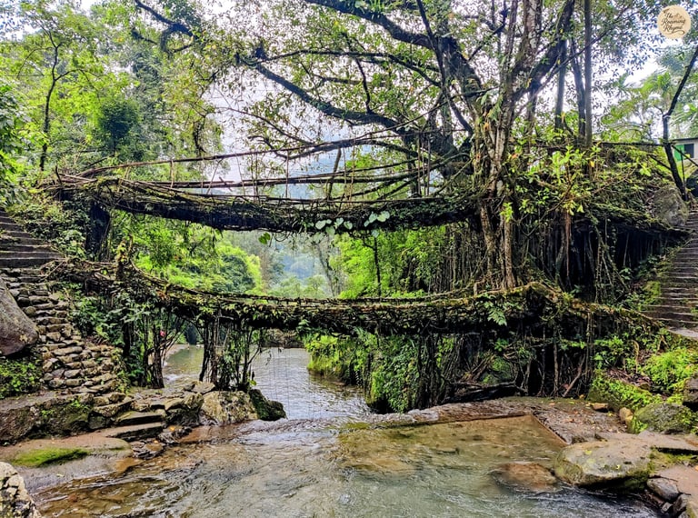 Double Decker Bridge – A Twin-Layered Marvel Grown from Roots