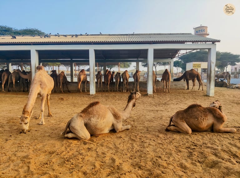 Meet the camels of NRCC, Bikaner — exploring the ship of the desert in their natural habitat.