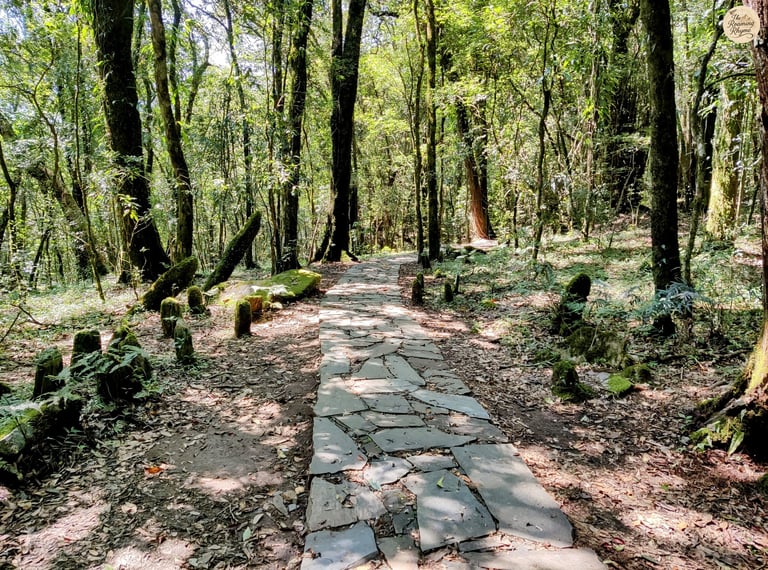Mawphlang Sacred Grove – Where Ancient Roots, Mossy Stones, and Forest Light Tell Khasi Tales