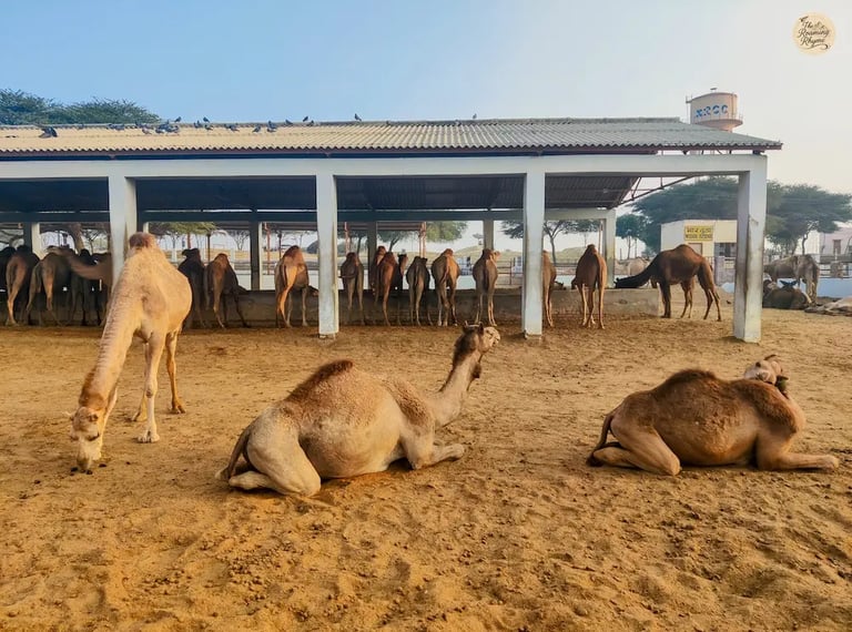 Camels at NRCC Bikaner, Rajasthan, in their natural desert habitat.