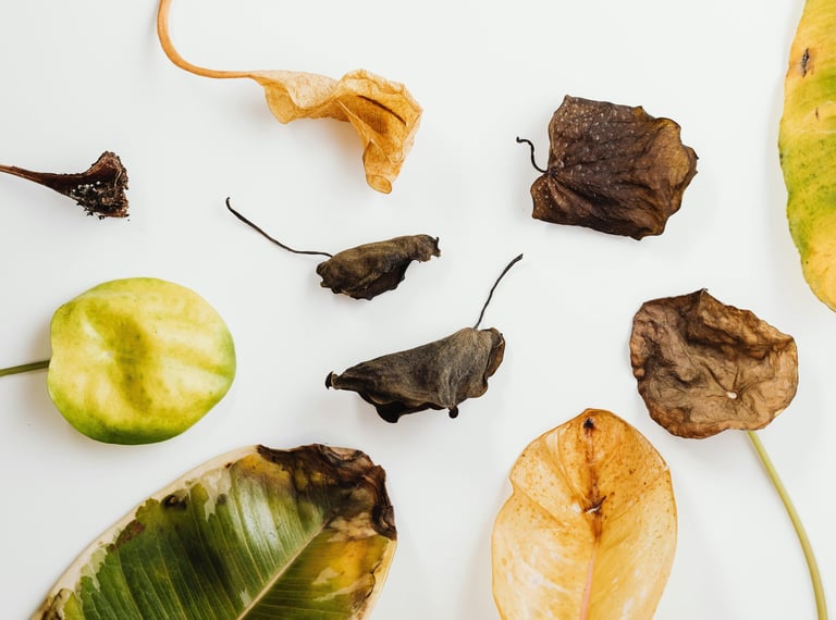 dead and diseased plant leaves